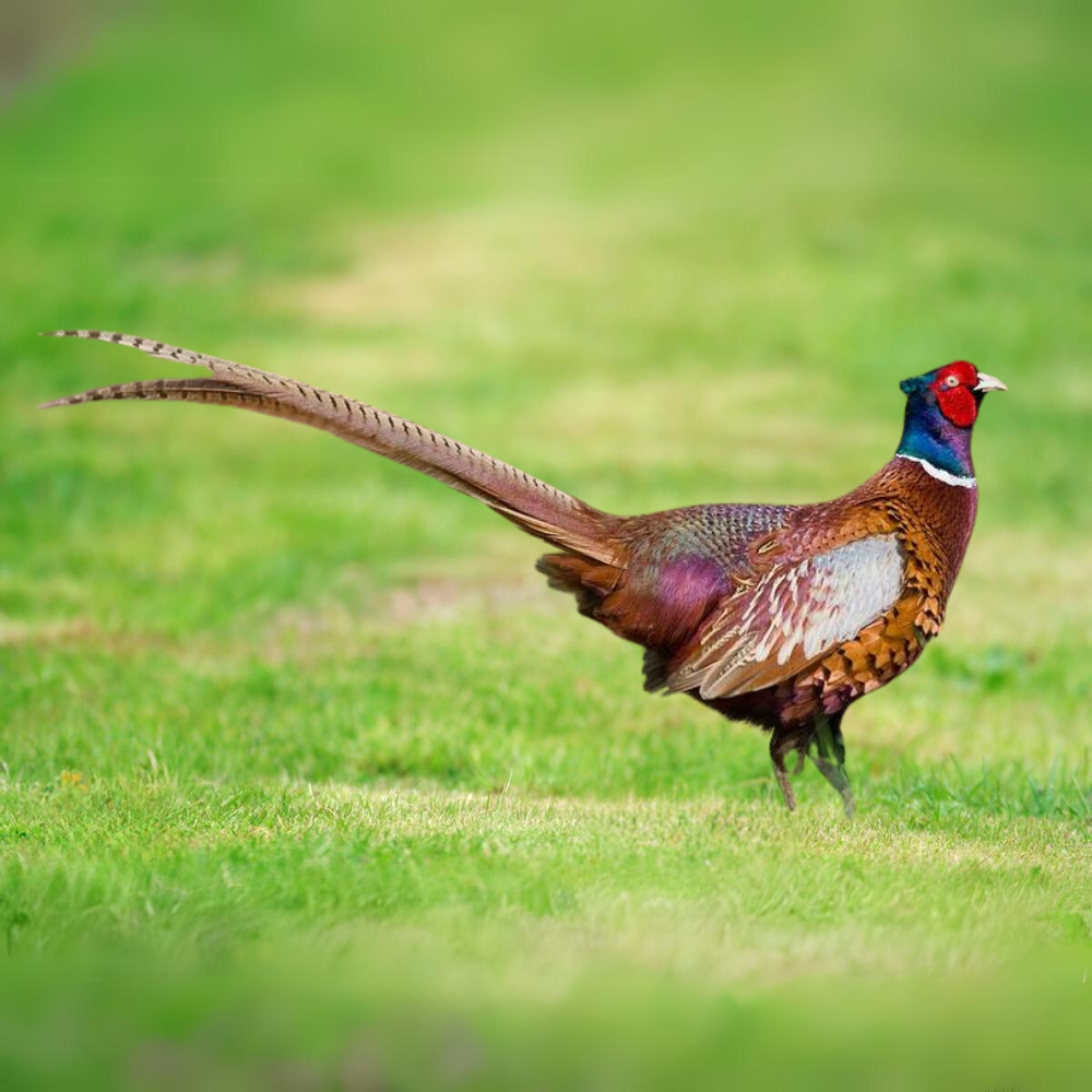 Ring-Necked Pheasant – Midwest Farm Kennel