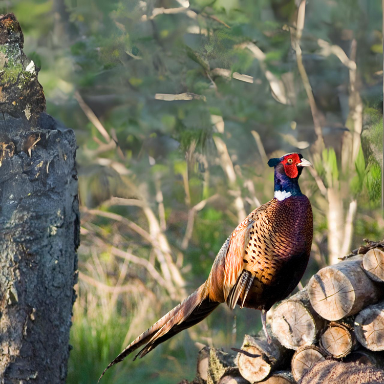 Ring-Necked Pheasant – Midwest Farm Kennel